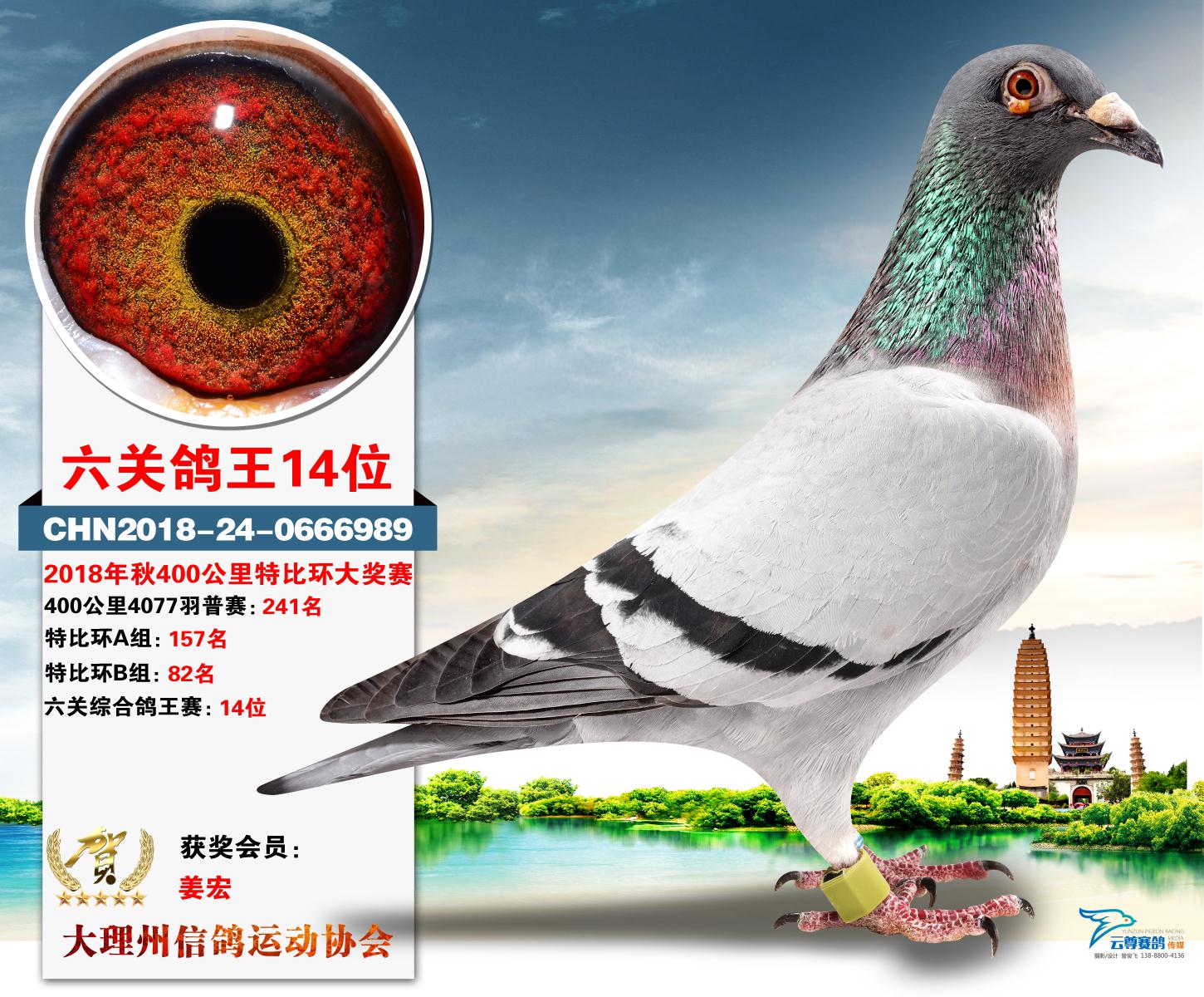 大理州鸽会六关鸽王14名