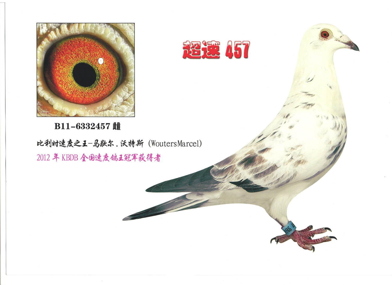 波拉5000,超级种公:"老前辈"直子