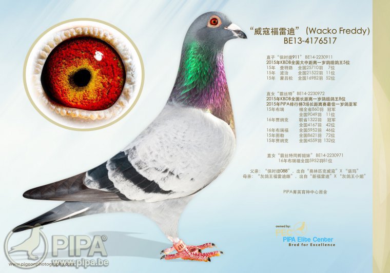 保时捷911兄弟357_大唐盛世鸽业-中信网爱鸽商城
