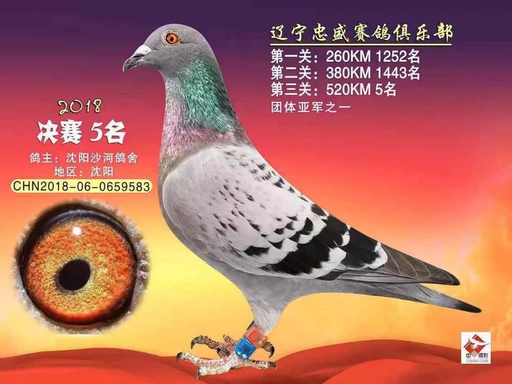 忠盛决赛鸽王5名