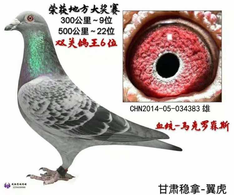 马克罗森斯-甘肃稳拿-翼虎-中信网爱鸽商城