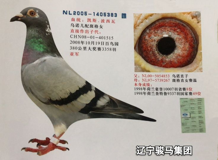 特征                  编 号: 648232                鸽 名: 波西瓦