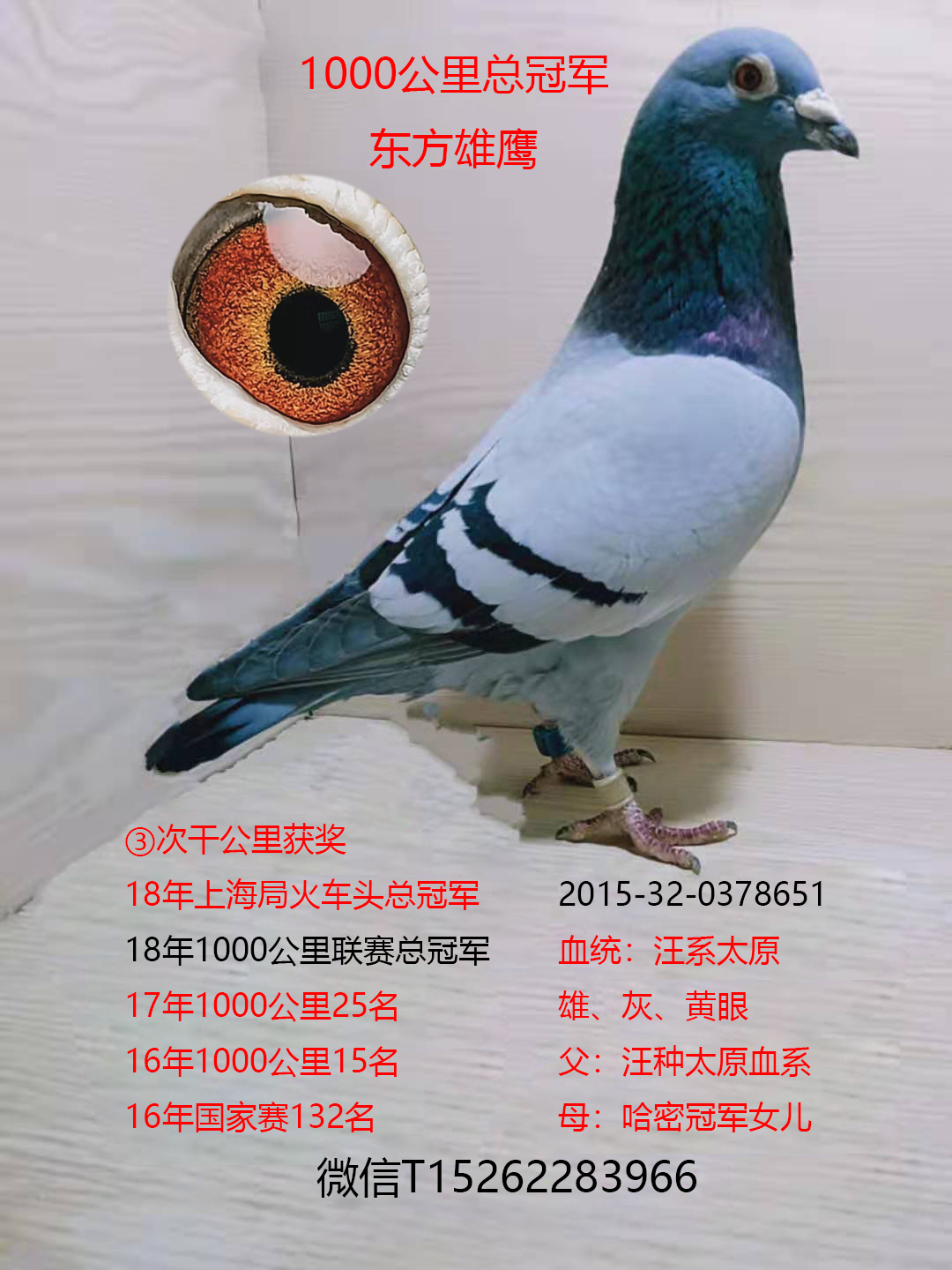 1000公里总冠军8651_龙都赛鸽-中信网爱鸽商城