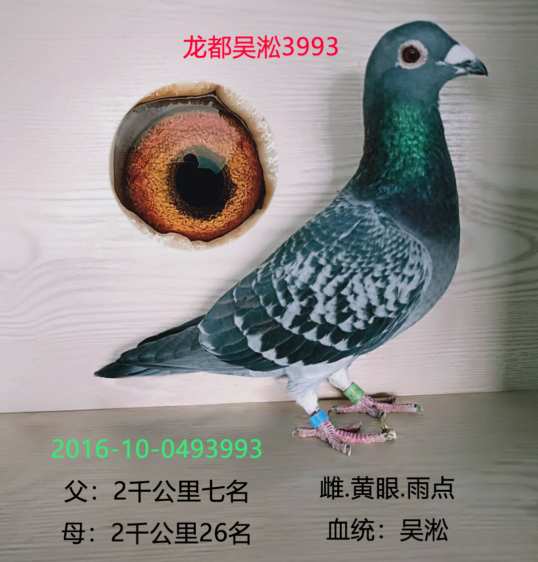 龙都吴淞3993