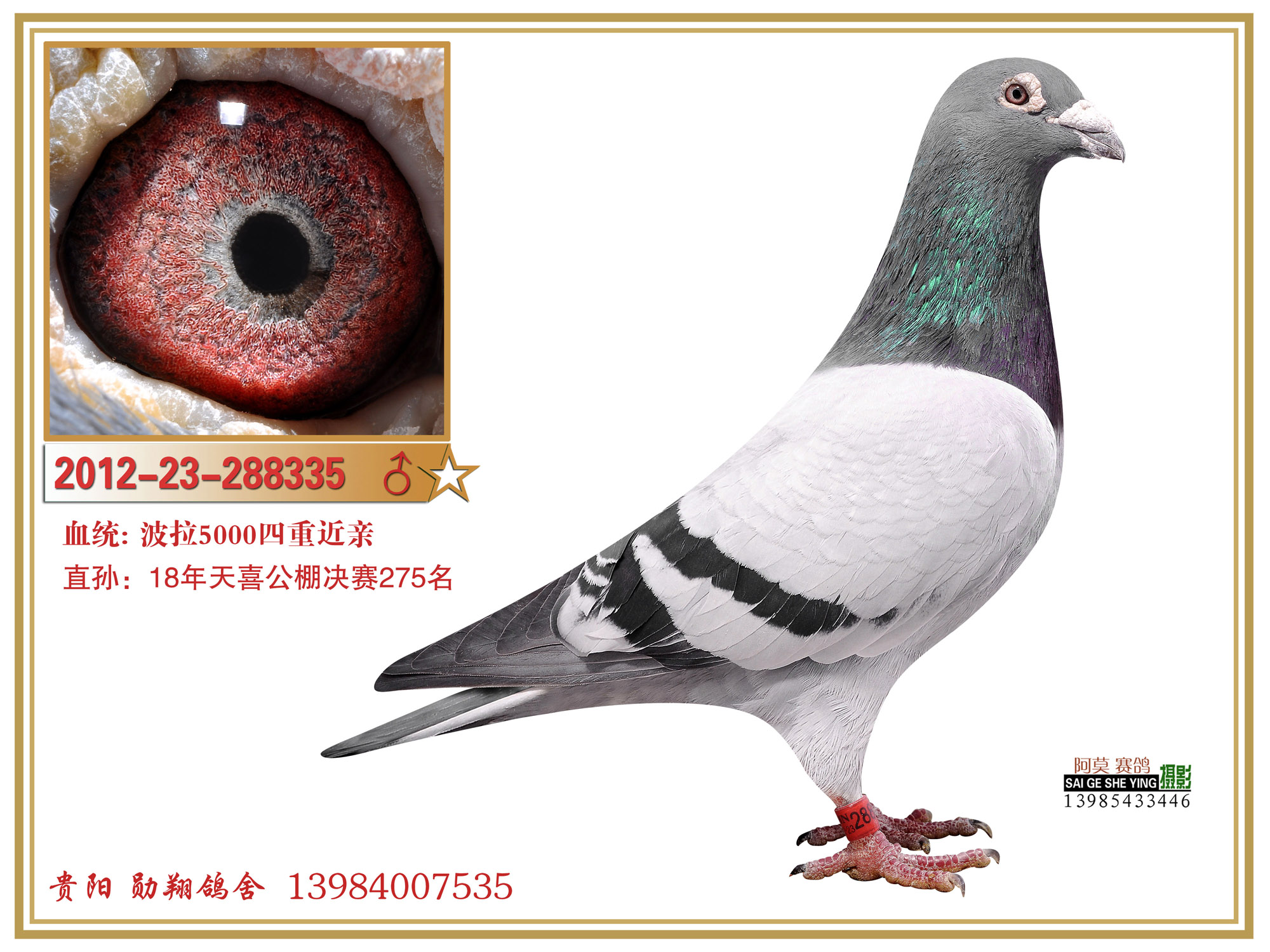 波拉5000,超级种公