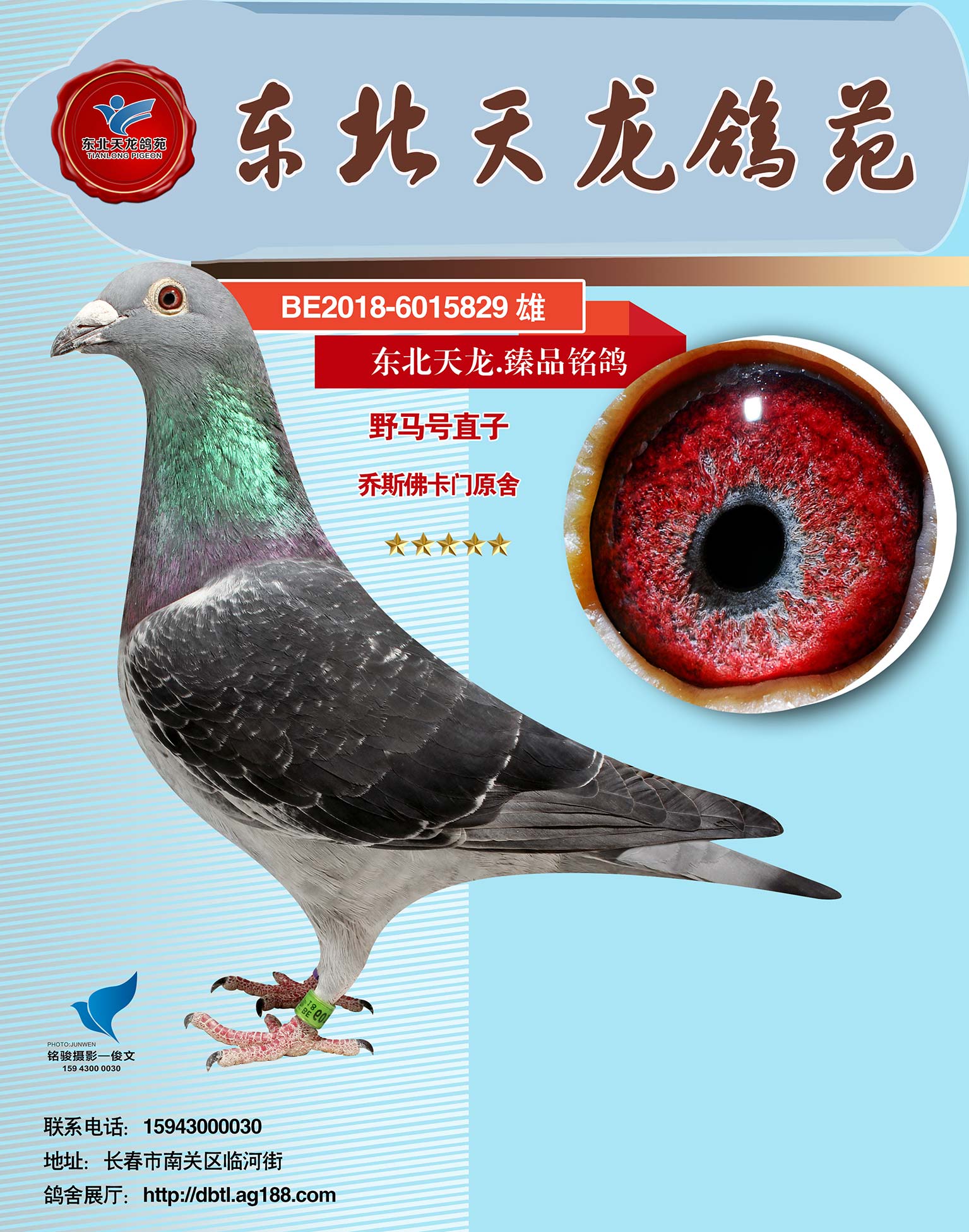 雄                         目 录:  《野马太子》乔斯佛卡门