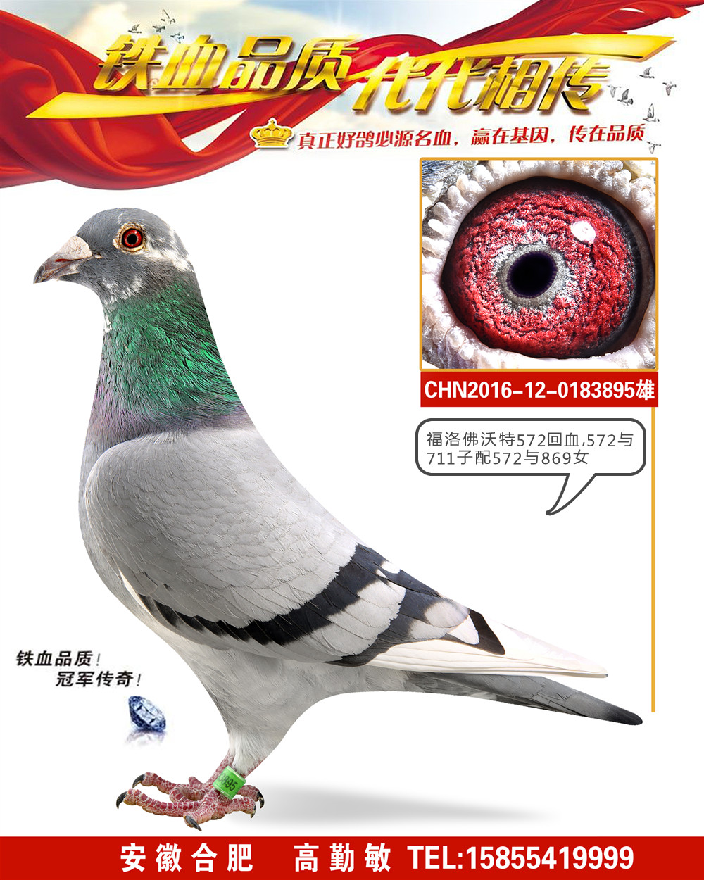 福洛佛沃特895-高勤敏赛鸽-中信网爱鸽商城