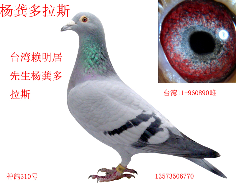杨龚多拉斯