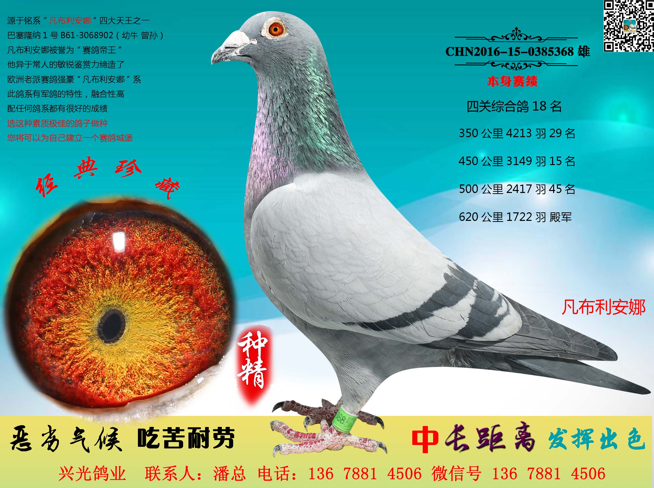 鸽 名: 凡布利安娜                羽 色: 灰                眼