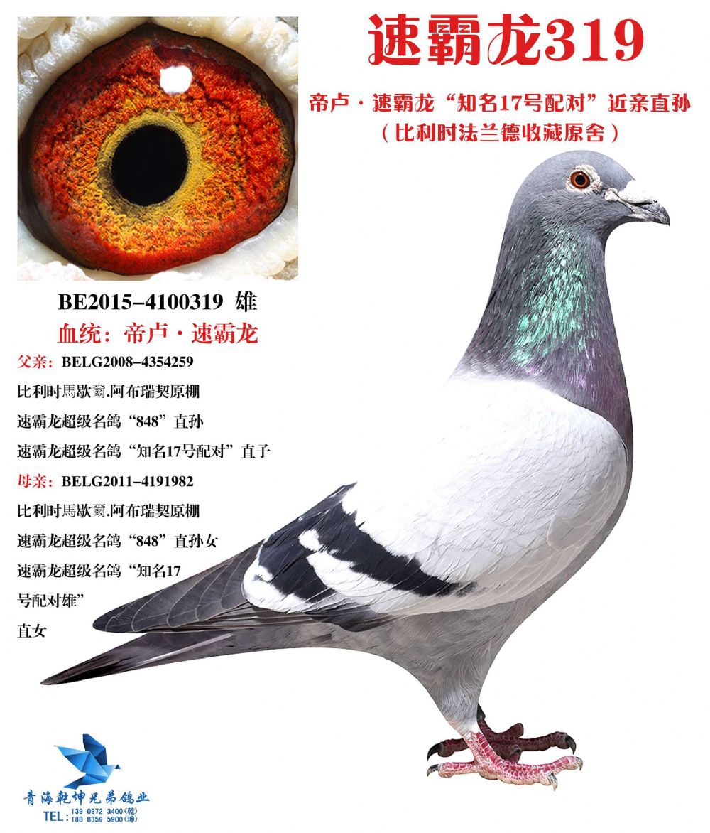 帝卢·速霸龙17号配对近亲孙代
