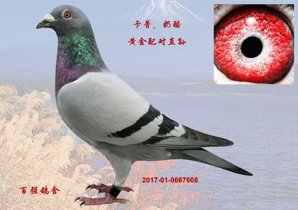 卡普奶酪-北京百强鸽舍-中信网爱鸽商城