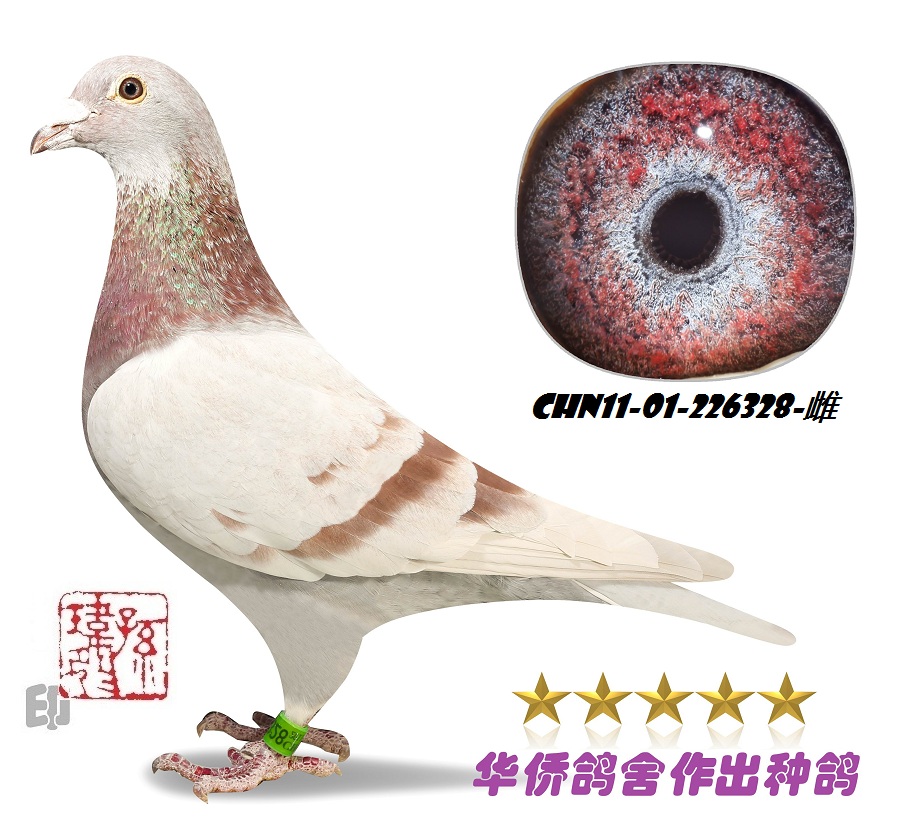 ������ղɭ019�������ղɭ035��