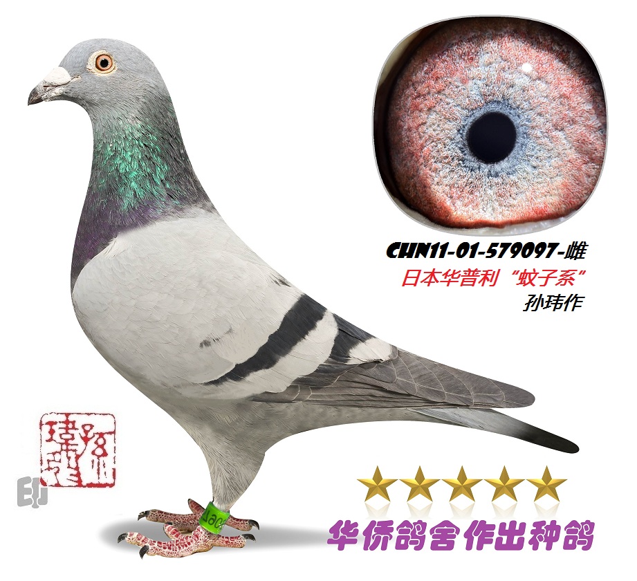 ������ղɭ019�������ղɭ012�š�