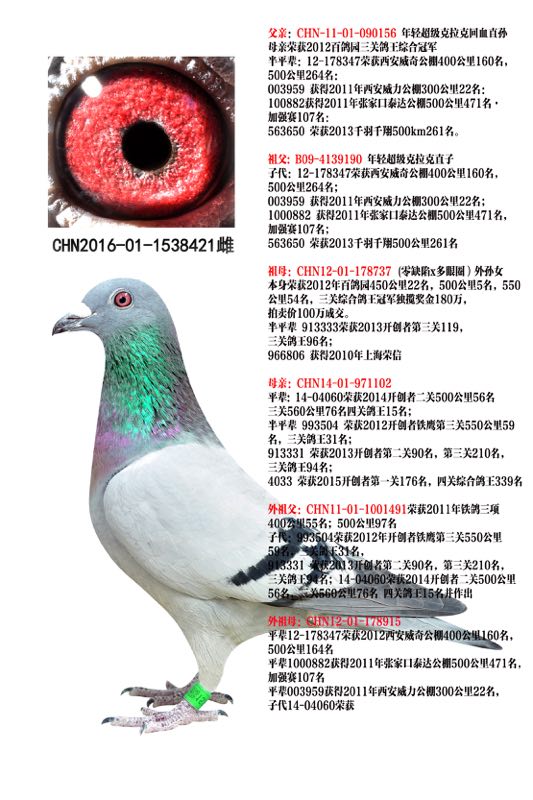 鲁道1001491x百鸽园三关冠军鲁道白_大唐盛世鸽业-网