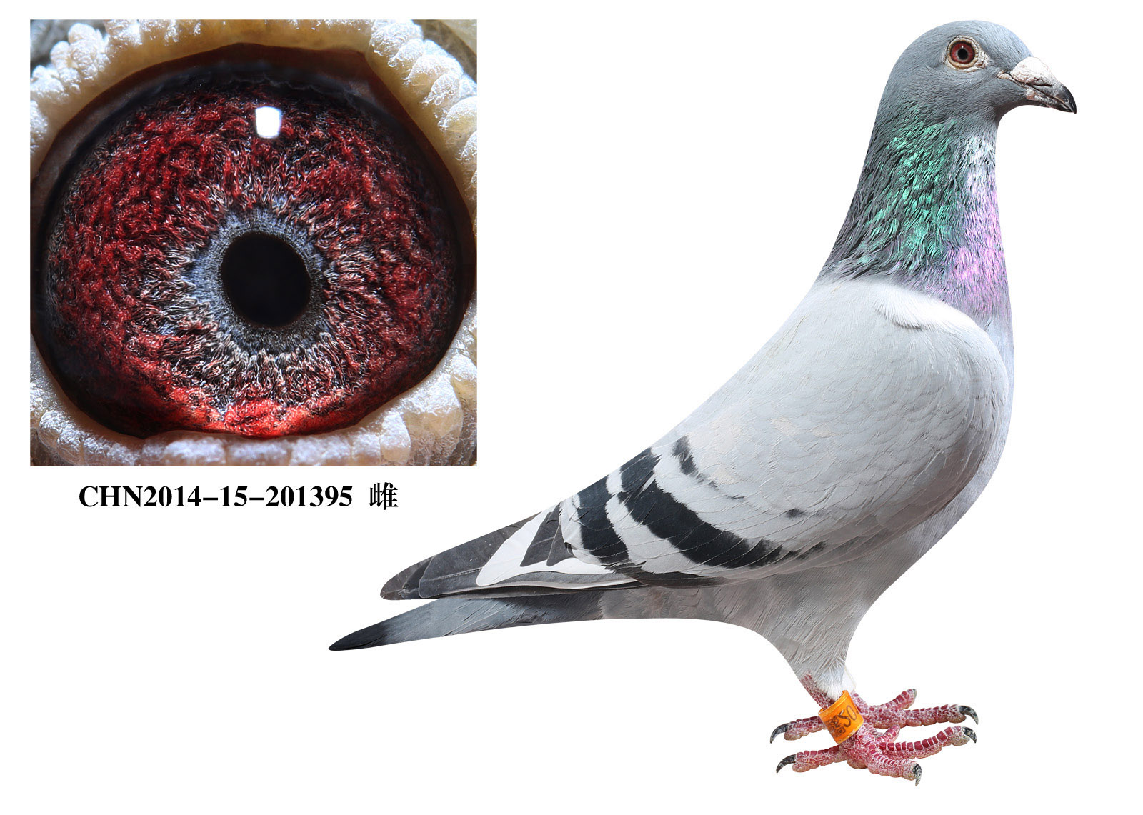 ɣ��ʿ��ѫ��ĸ395