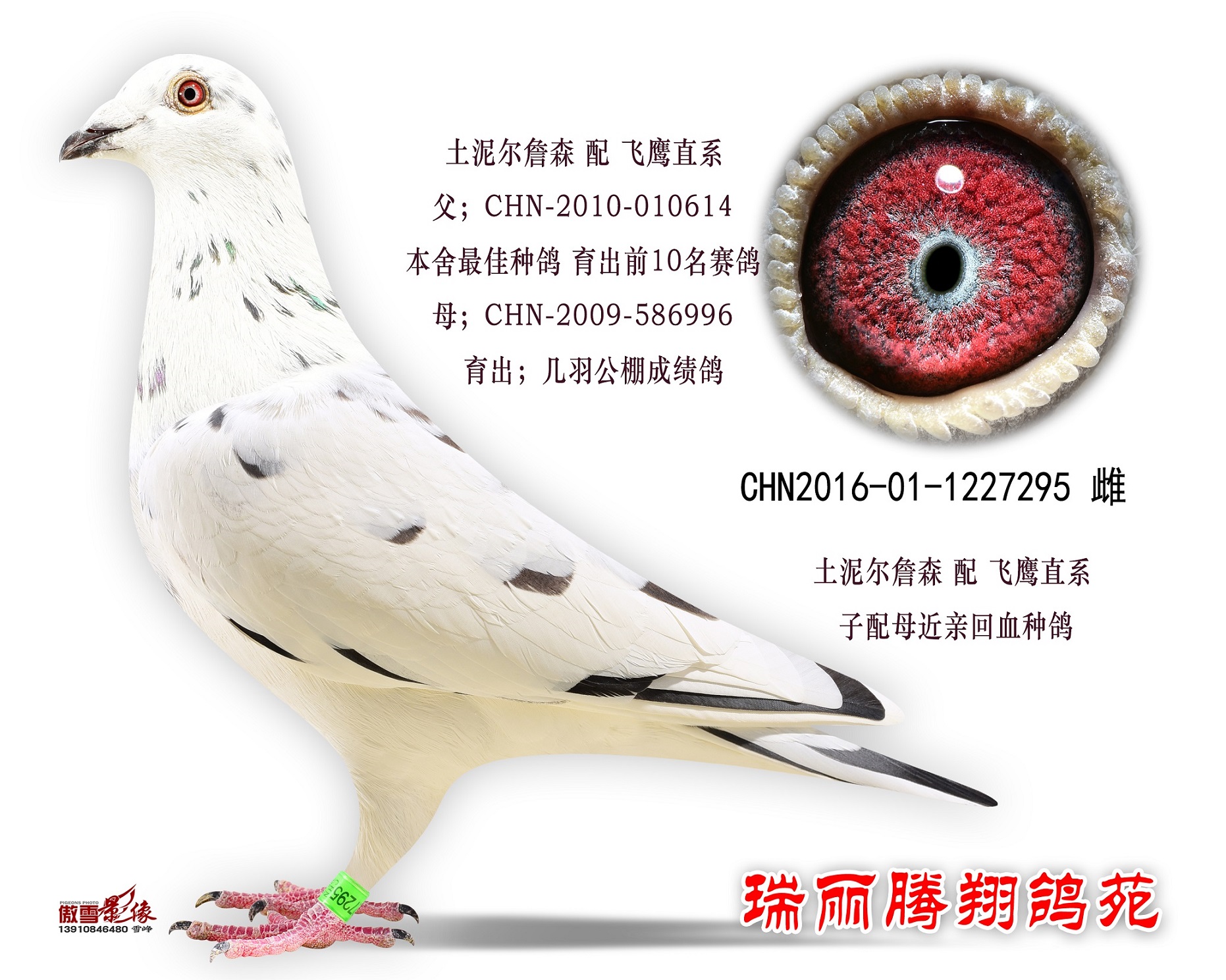 土尼尔詹森 配 飞鹰-瑞丽腾翔鸽苑-中信网爱鸽商城