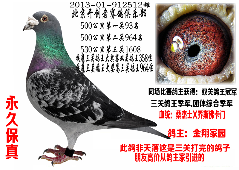 北京开创赛鸽俱乐部