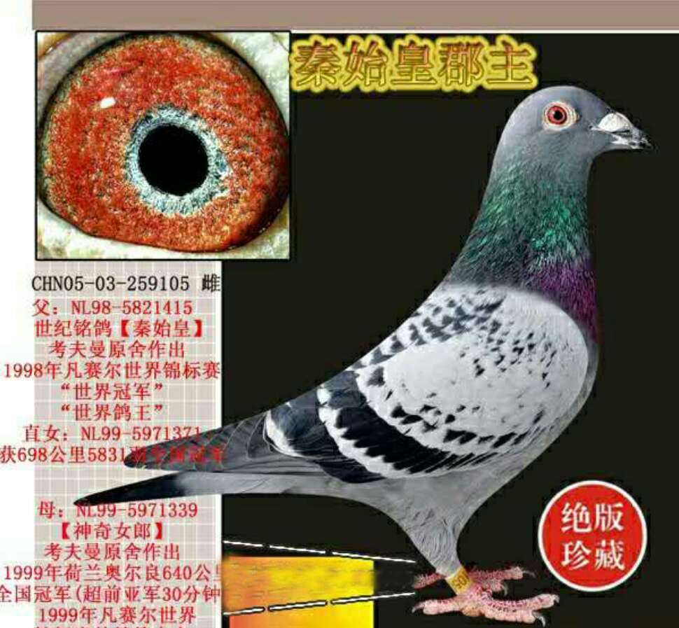 次                血 统: 考夫曼