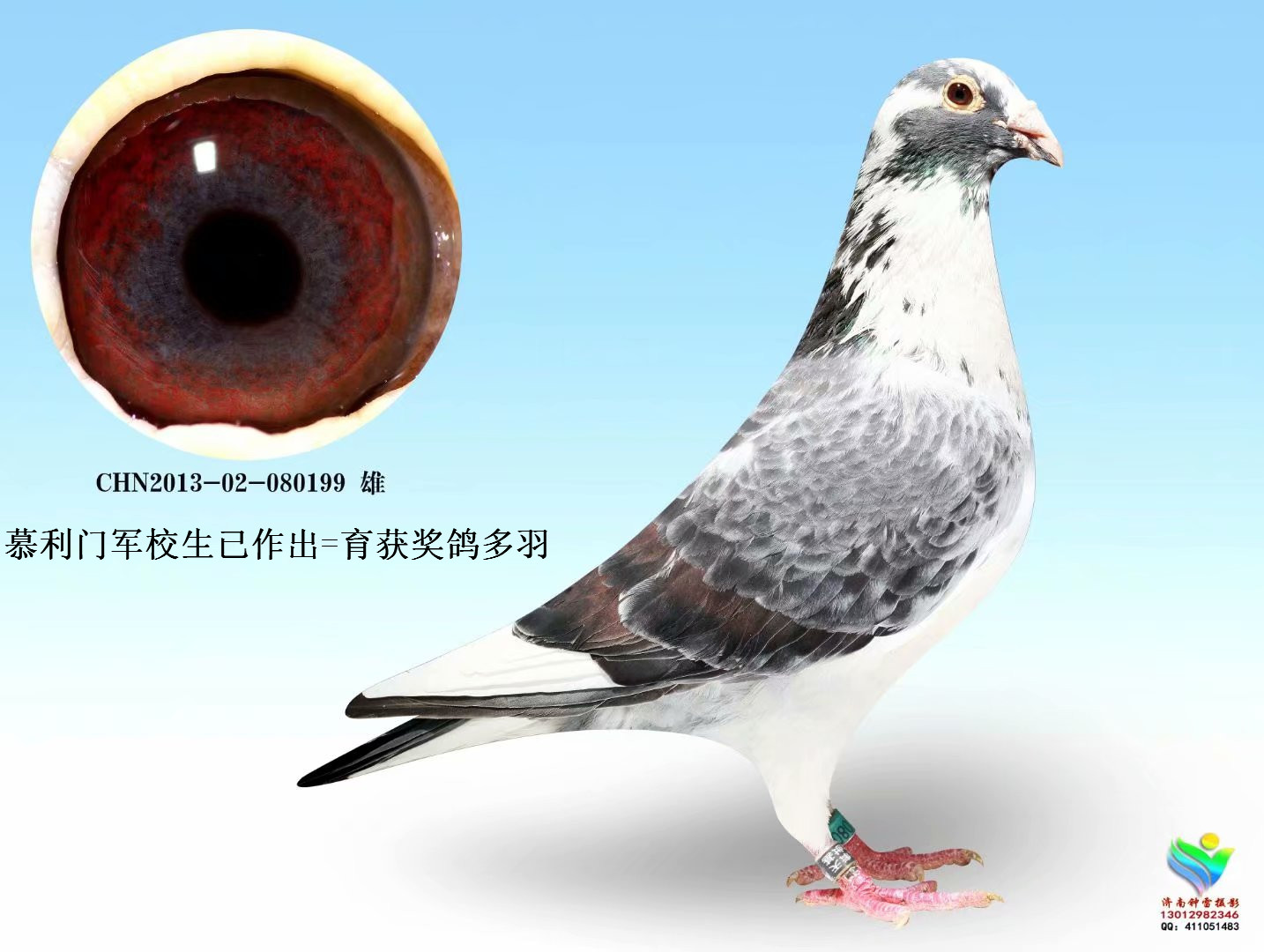 军校生199_福星高照_ ag188.com爱鸽商城_中国信鸽
