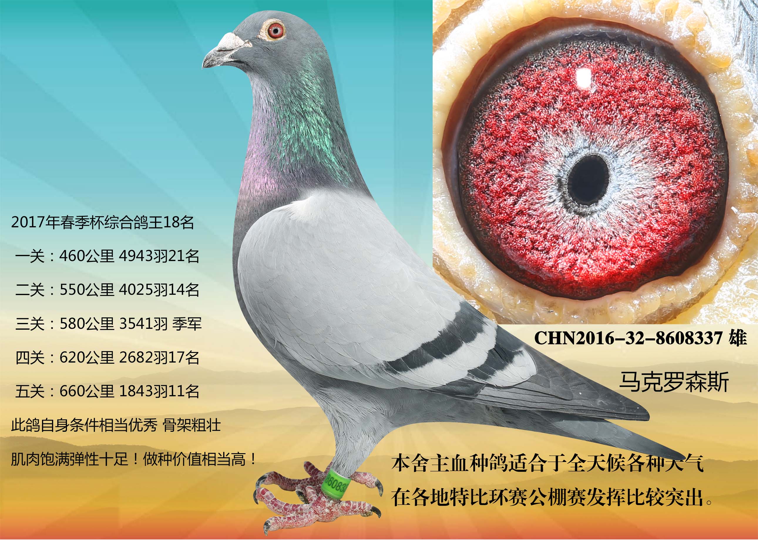 马克罗森斯