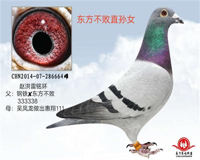 东方不败直孙女_牡丹江壹号鸽舍_ ag188.com爱鸽商城_中国信鸽信息网