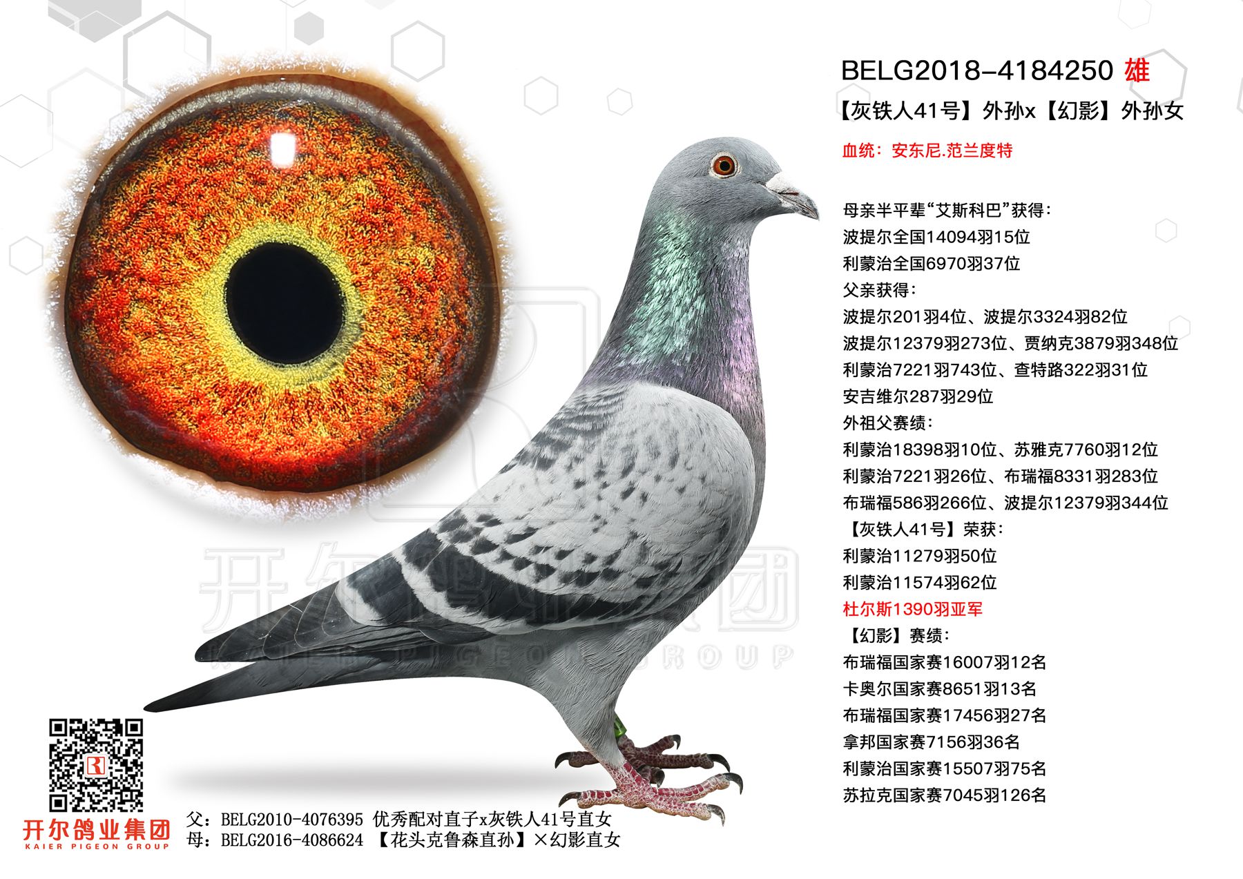 比利时原环子代 （已售）-北京爱宇赛鸽-中信网爱鸽商城