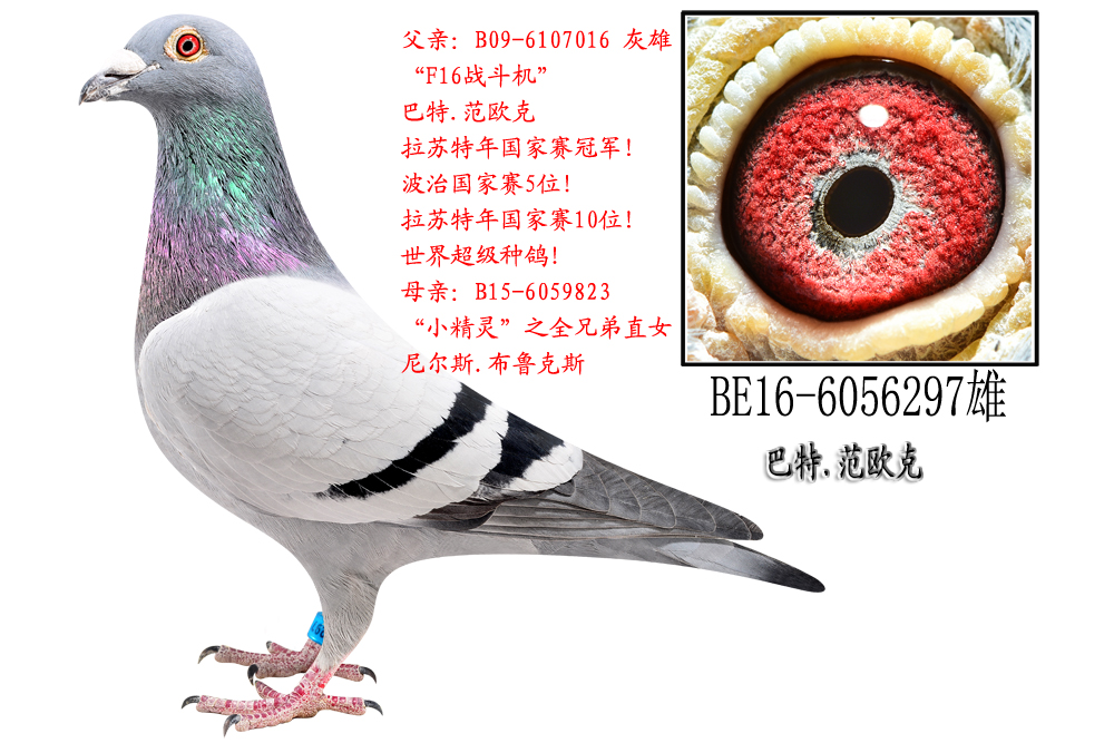 F16(zhn)C(j)ֱ