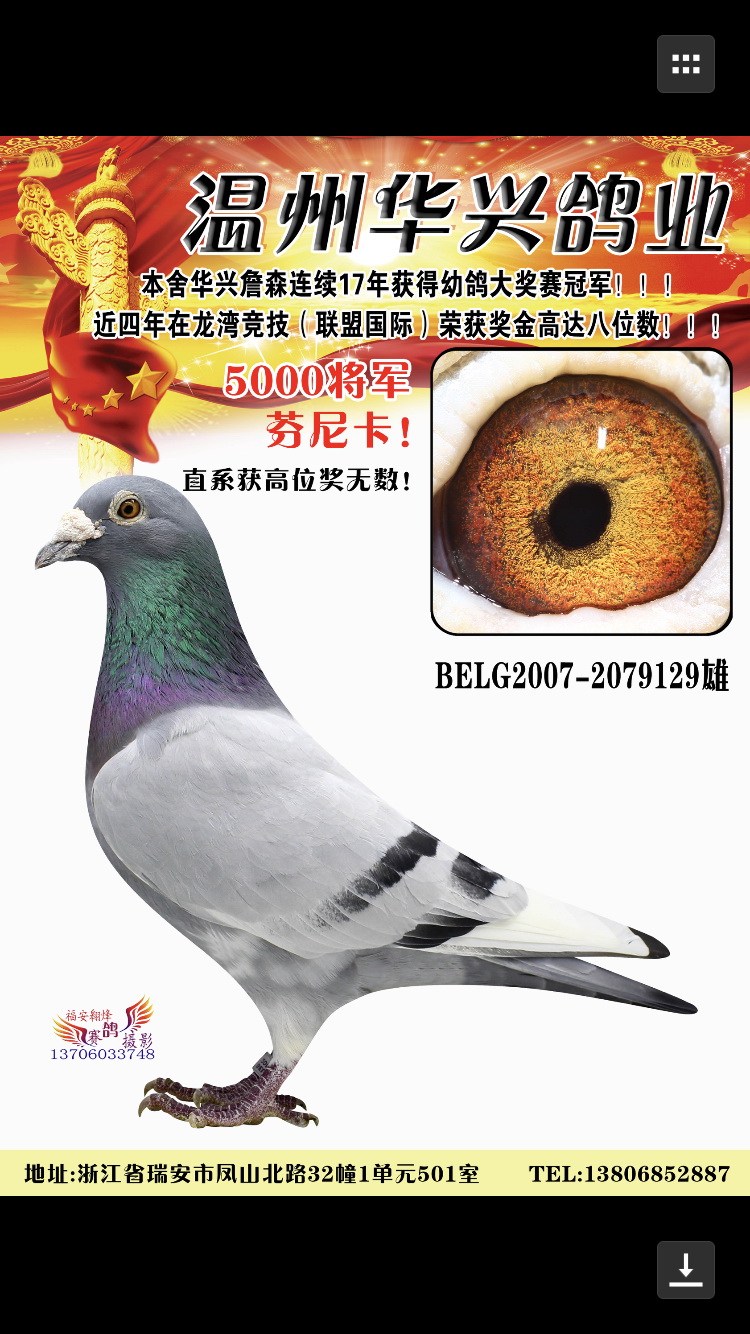 5000将军_温州华兴鸽舍_ag188.com爱鸽商城_中信网