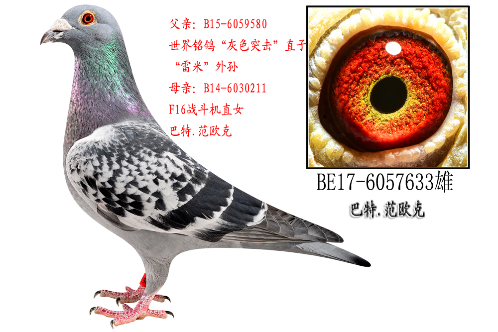 “灰色突擊”直孫 X F16戰(zhàn)斗機直女
