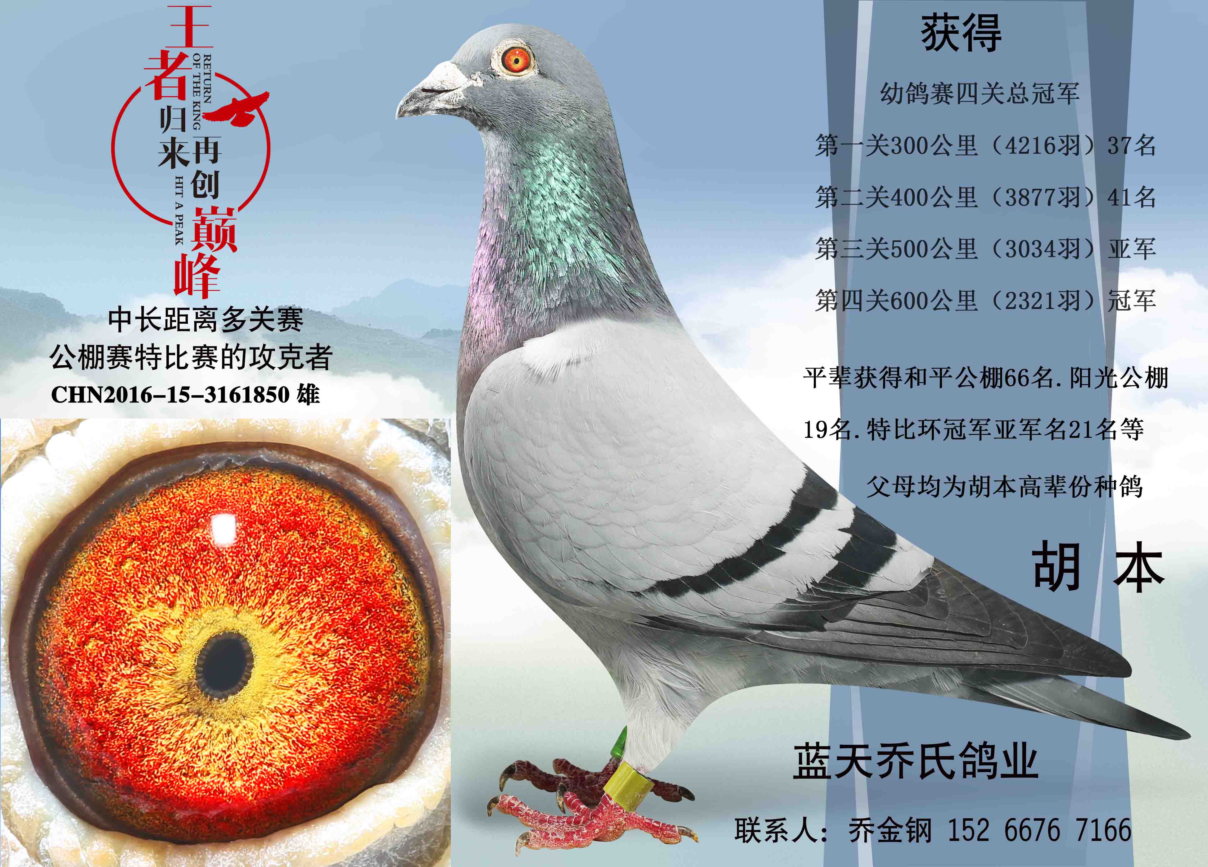 四关总冠军-蓝天乔氏鸽业-中信网爱鸽商城