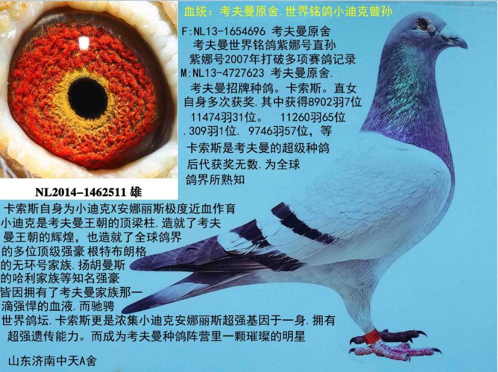 考夫曼-中天a舍-中信网爱鸽商城