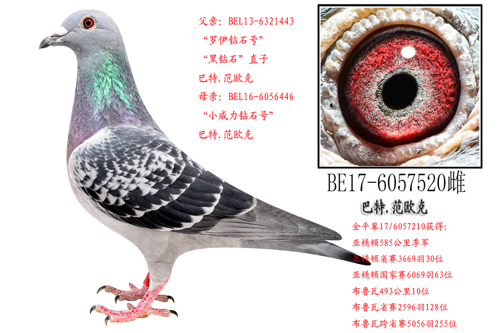 @ʯֱOŮ