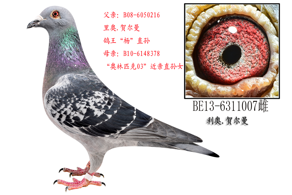 ֱOX003OŮ