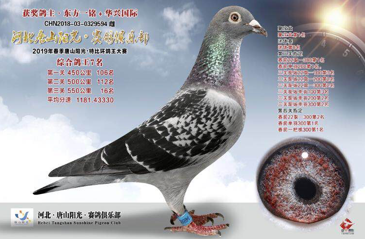 2019唐山阳光春赛综合鸽王7名_温州华兴鸽舍_ ag188.