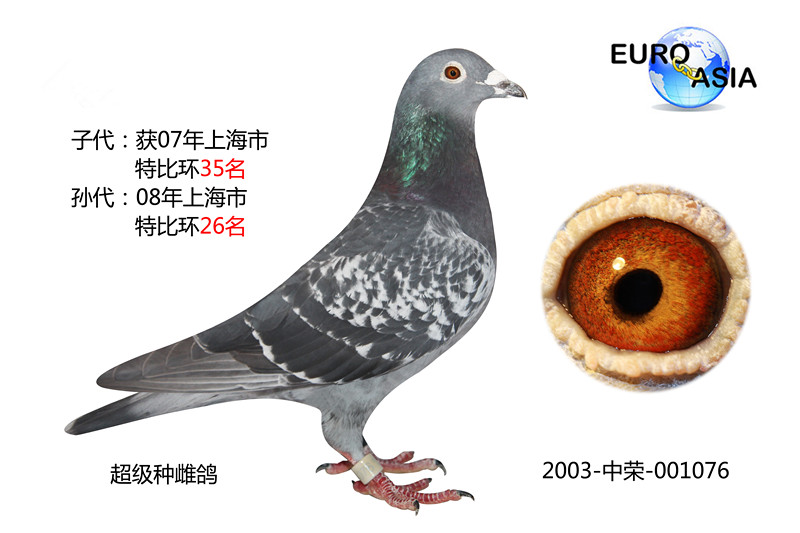 超级种雌鸽
