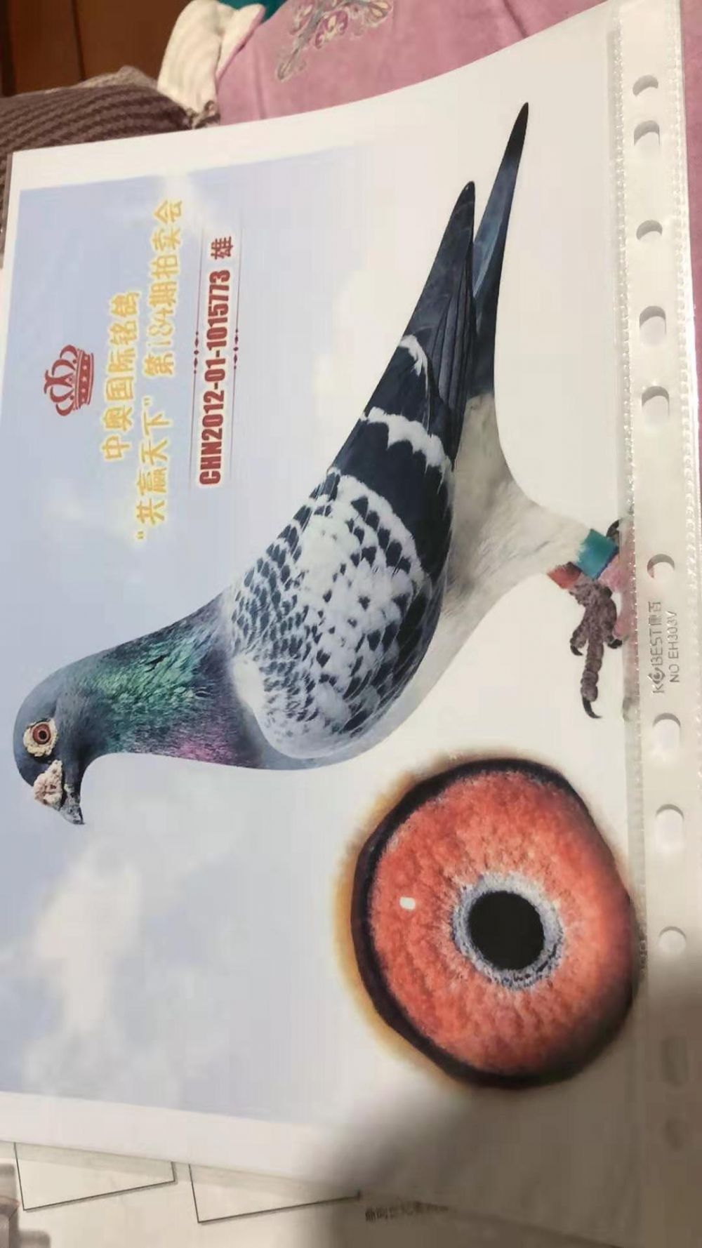 速霸龙_起凤轩赛鸽联盟_ ag188.com爱鸽商城_中国信鸽