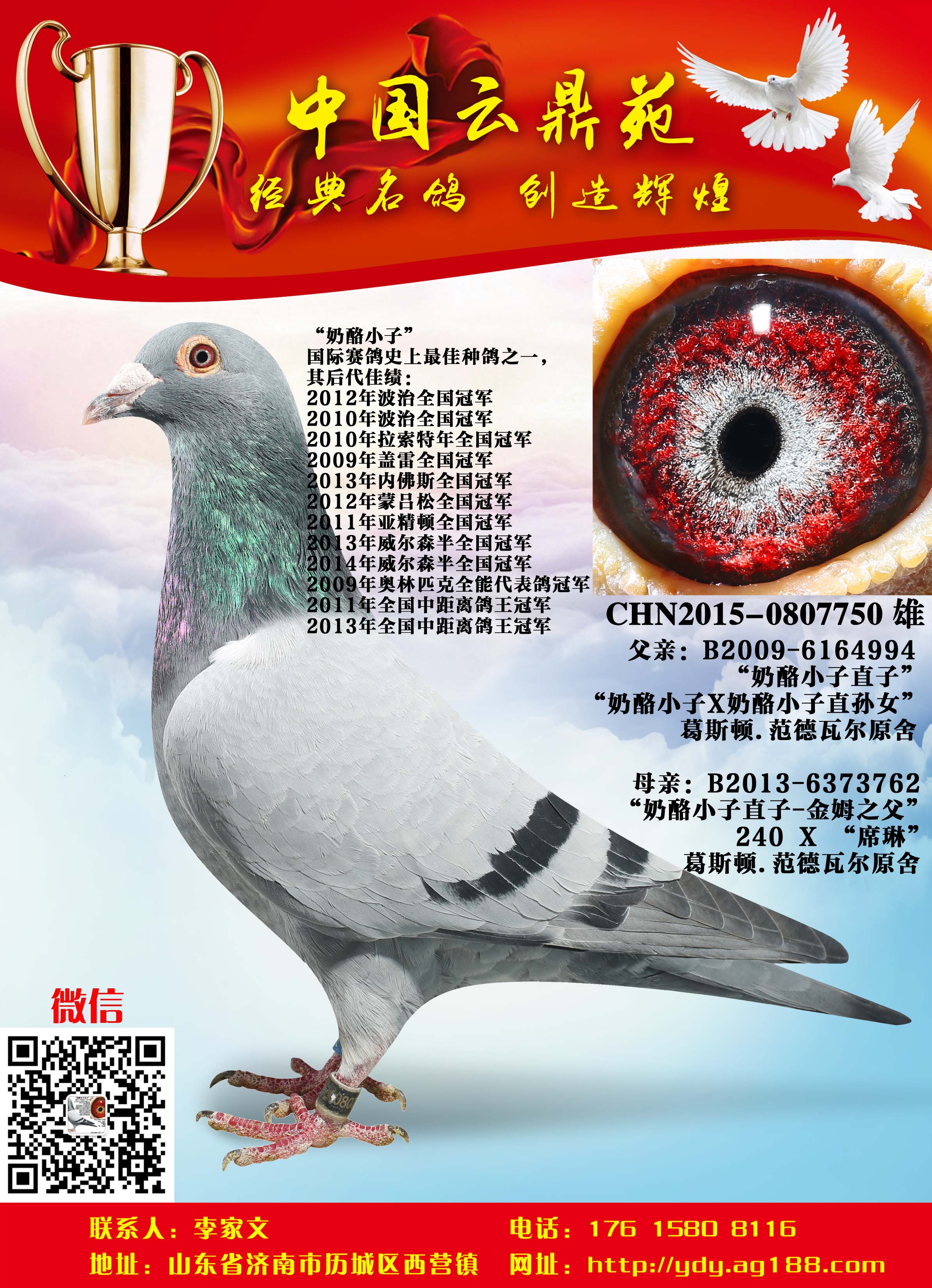 紫砂奶酪_云鼎苑_ag188.com爱鸽商城_中国信鸽信息网