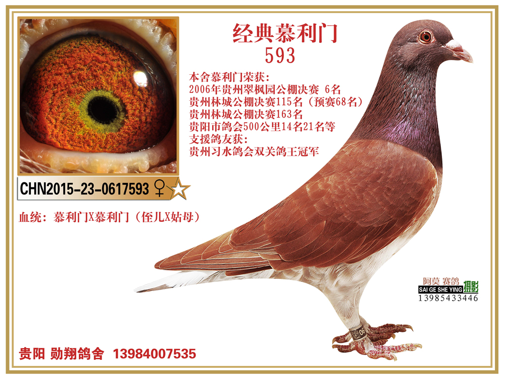 经典慕利门系.-勋翔鸽舍(波拉传承)-中信网爱鸽商城