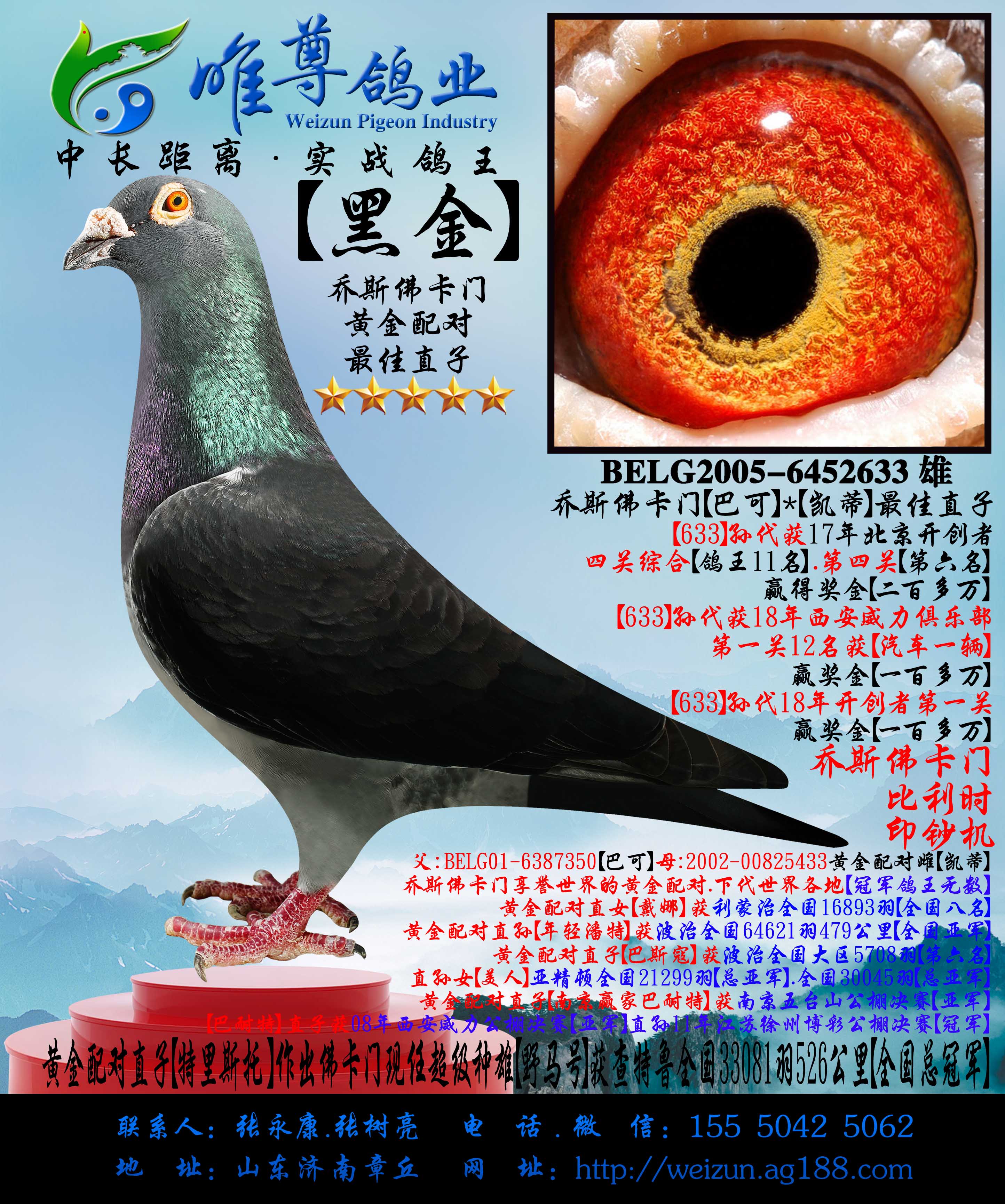 16组超级黄金配对例子，血统鸽眼体型解析