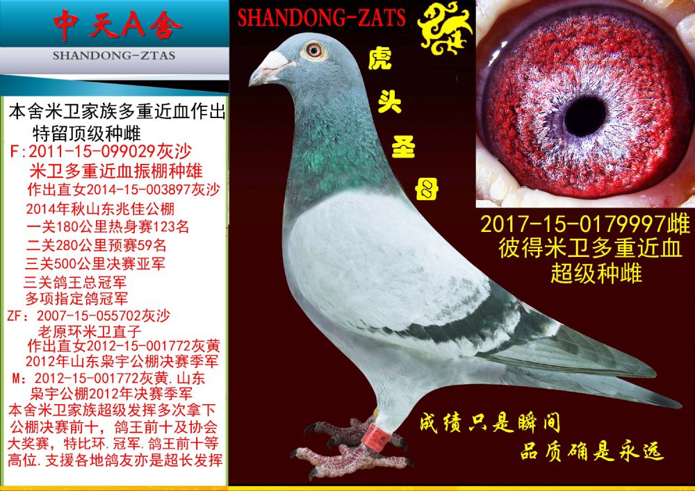 0179997米卫近血雌
