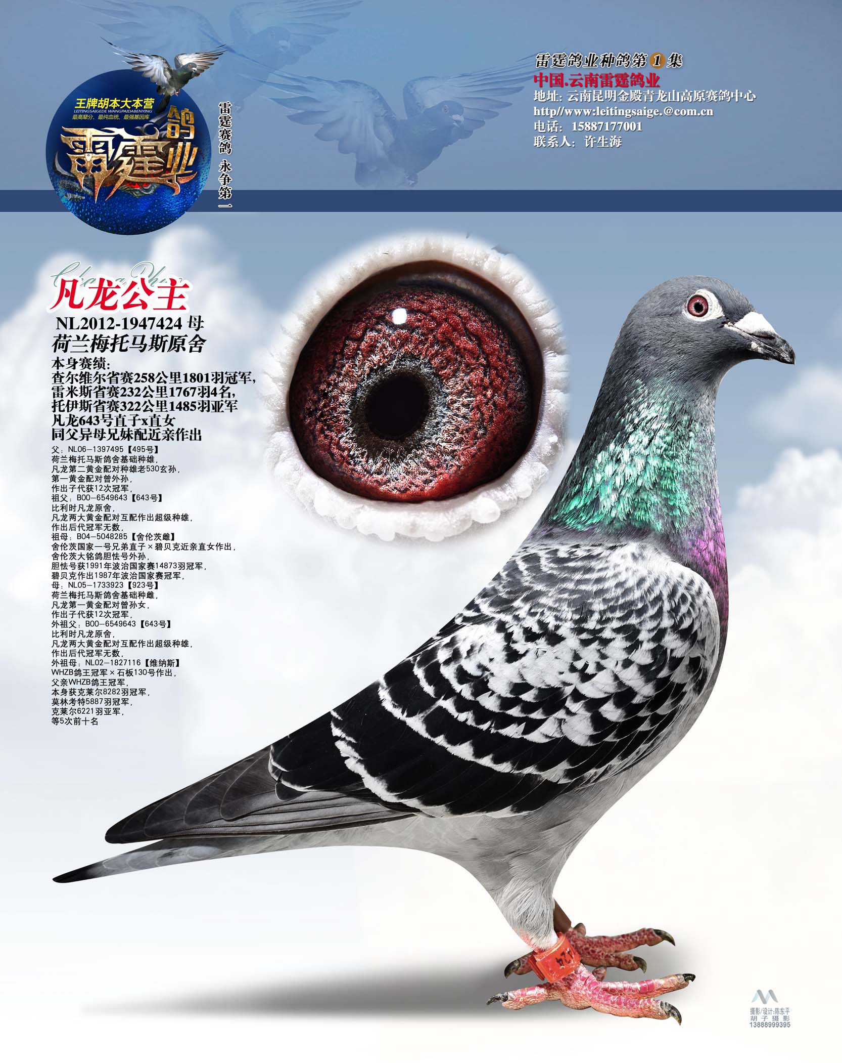 凡龙公主