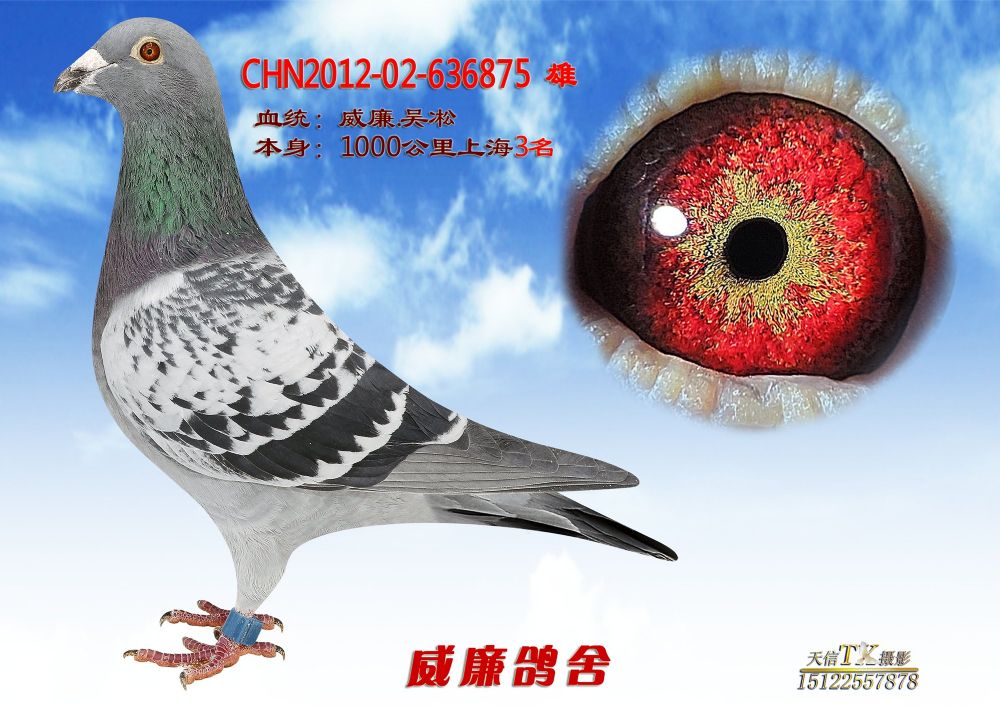 1000公里上海季军-天津威廉鸽舍-中信网爱鸽商城
