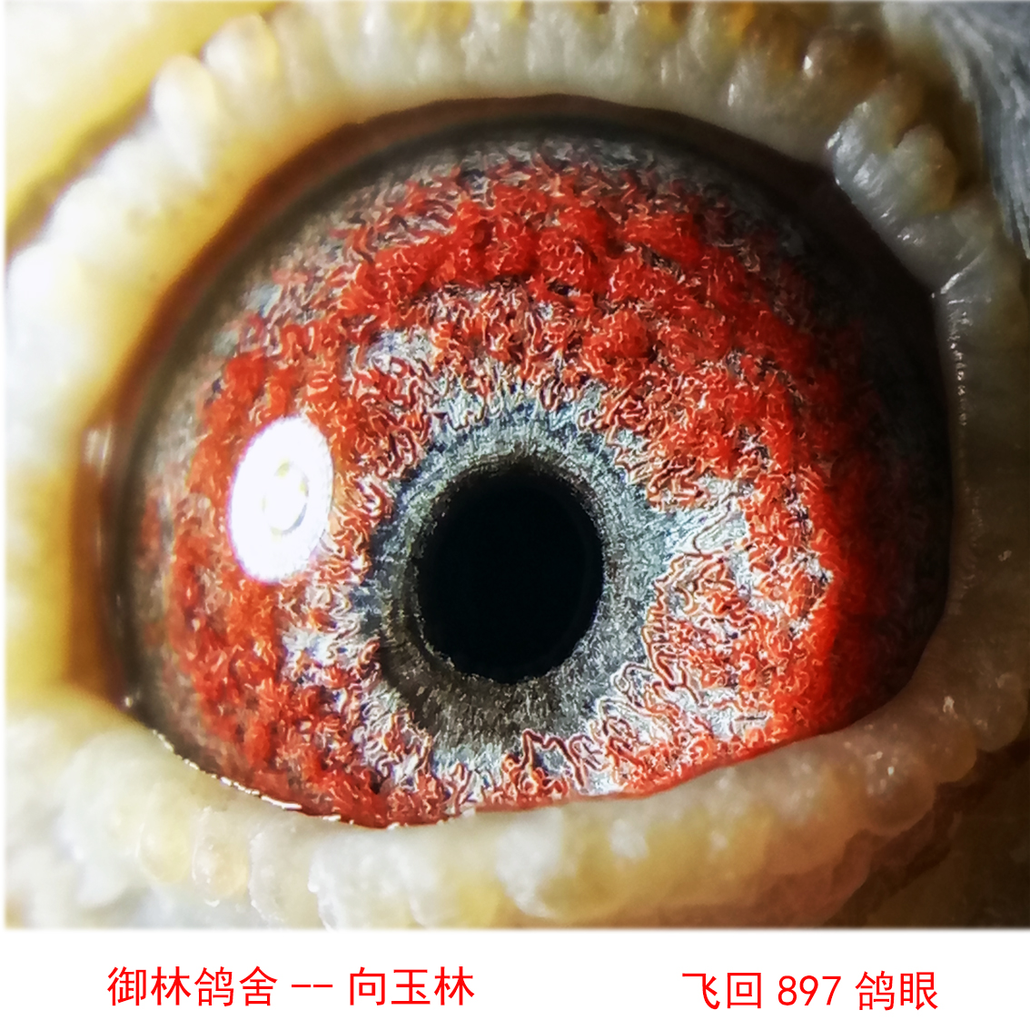 飞回897【【展售】
