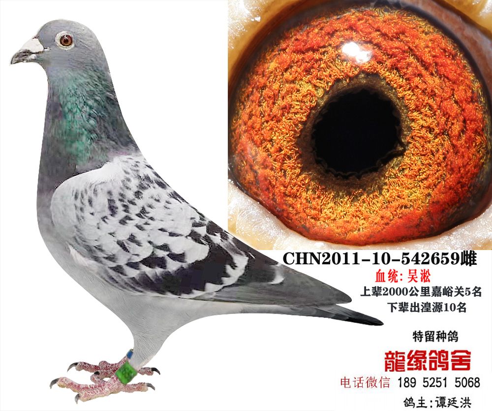 吴淞种鸽4_龙缘鸽舍_ ag188.com爱鸽商城_中国信鸽信息网
