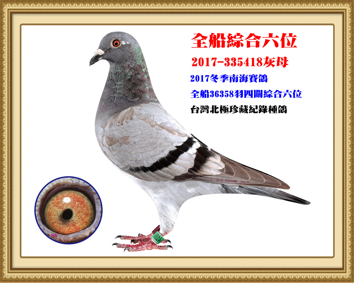 qq 鸽友圈 信鸽特征                  编 号: 661828