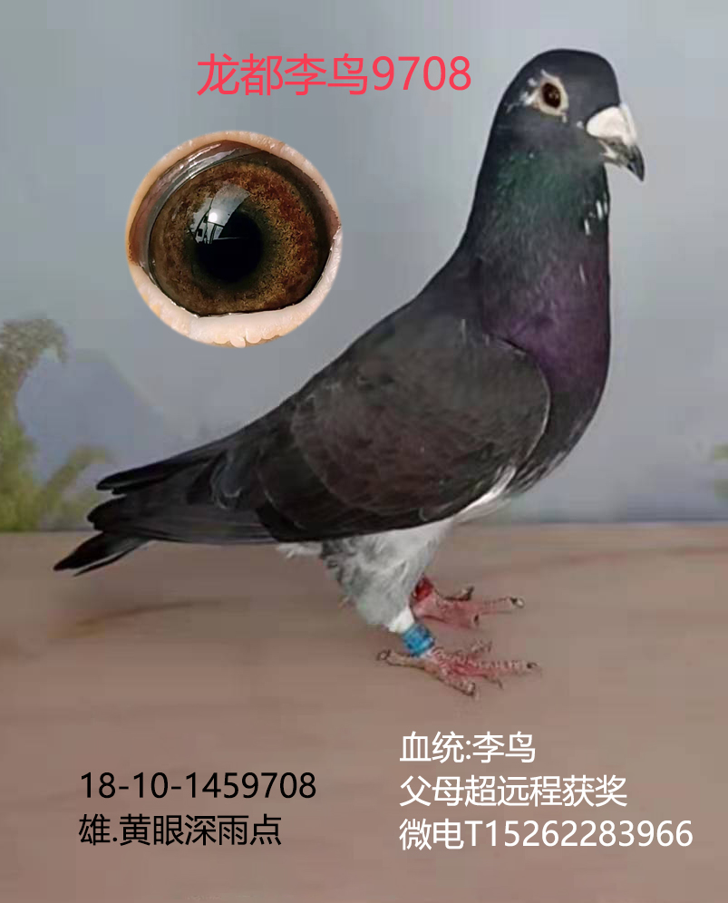龙都李鸟9708_龙都赛鸽_ ag188.com爱鸽商城_中国信鸽