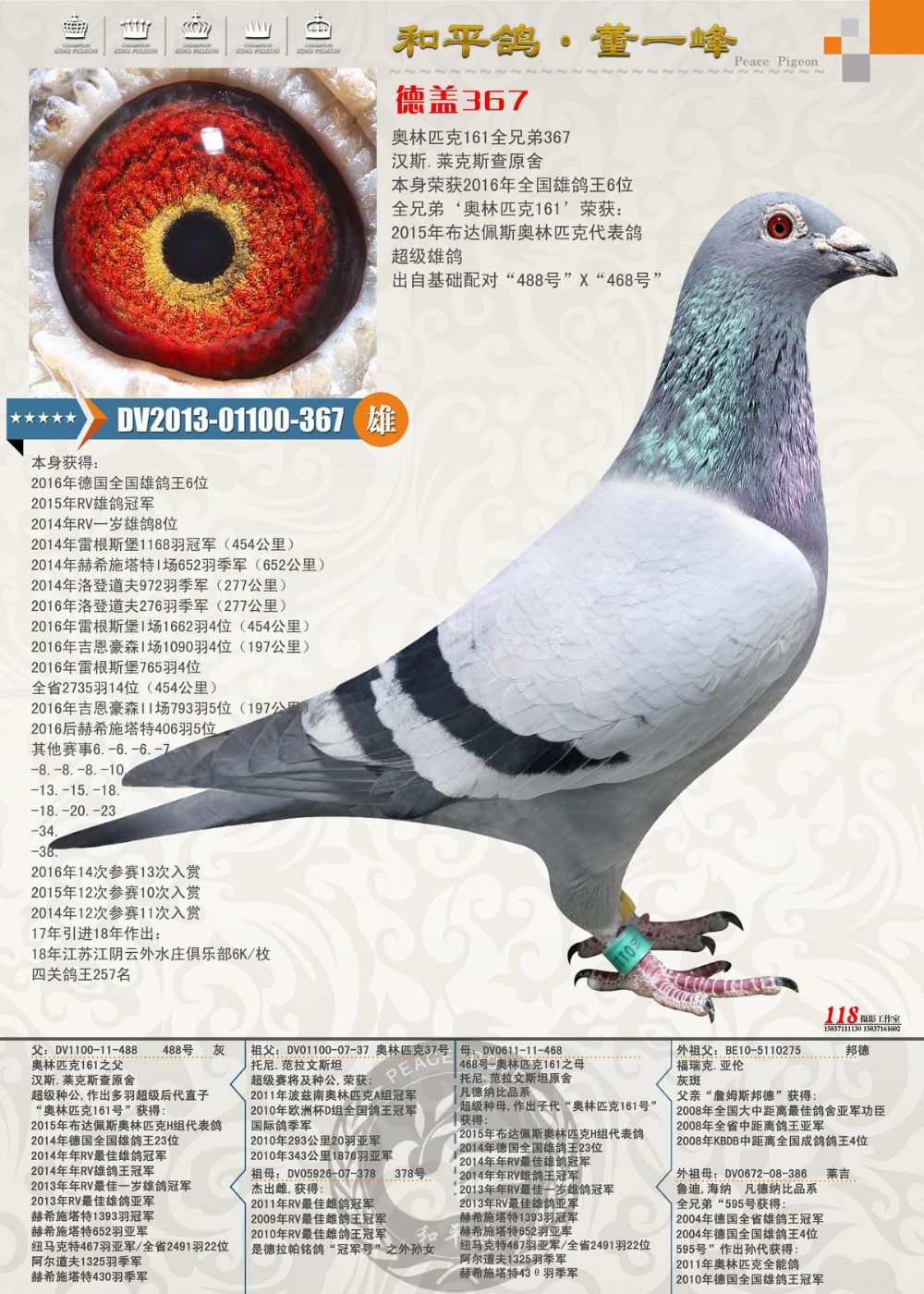 德盖367(德国全国雄鸽王6位)