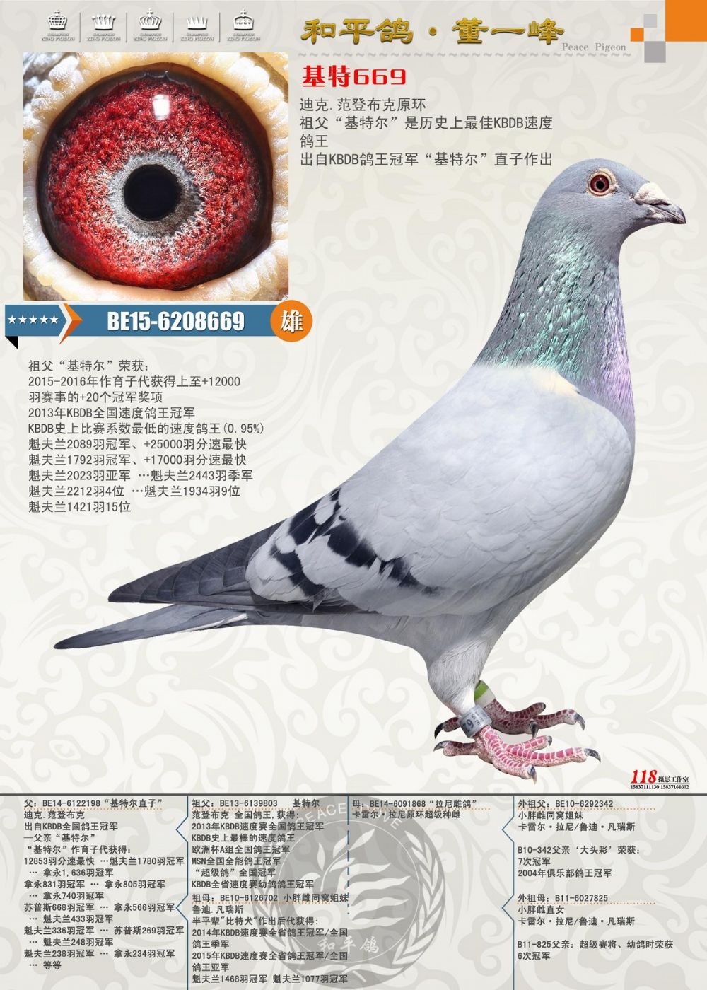 基特669(基特尔直孙)_和平鸽德拉帕_ ag188.com爱鸽