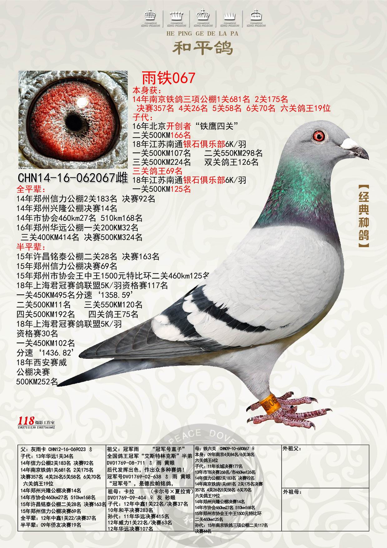 雨铁_和平鸽德拉帕_ ag188.com爱鸽商城_中国信鸽信息网