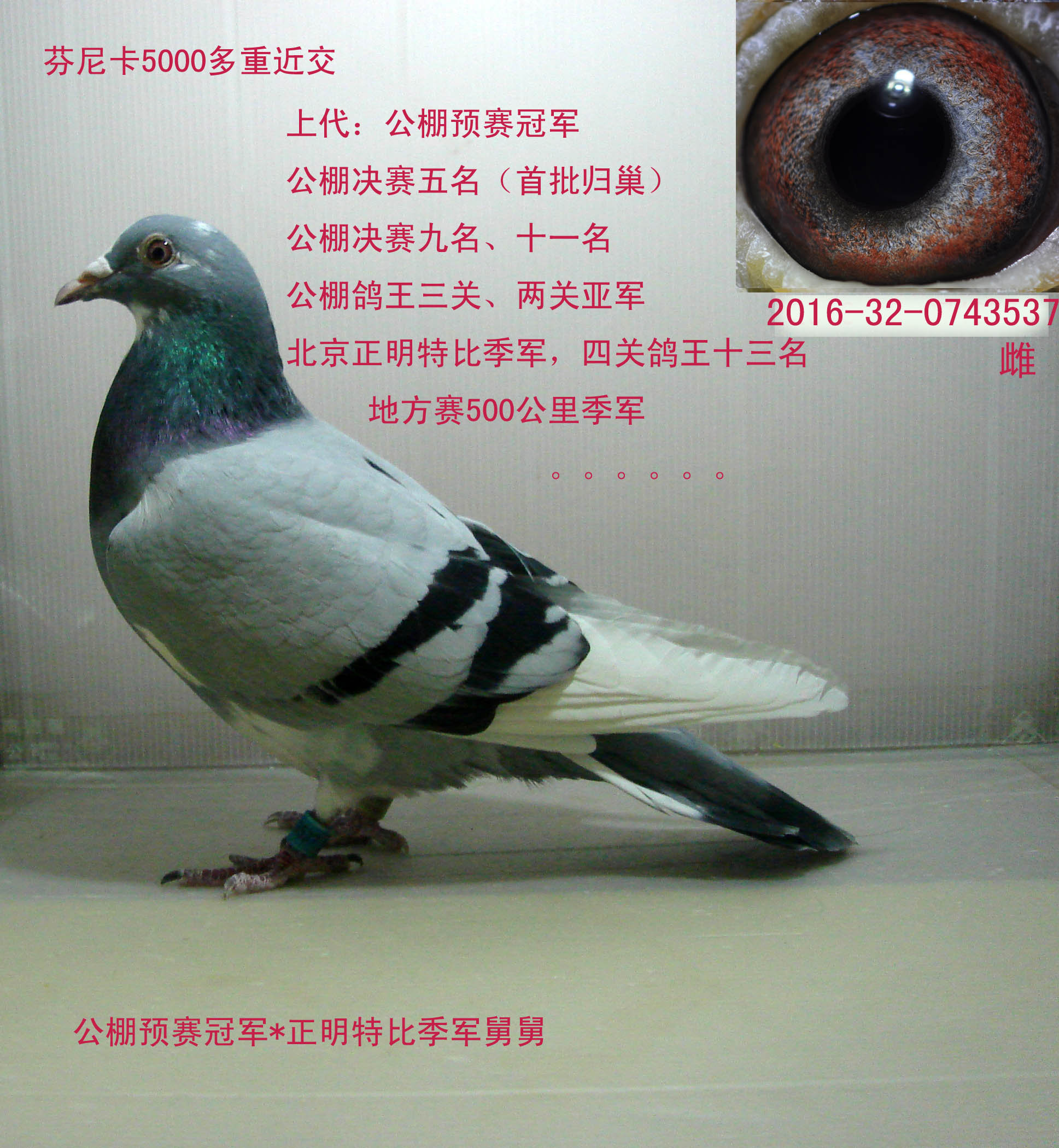 芬妮卡5000多重近交_奥运赛鸽-中信网爱鸽商城